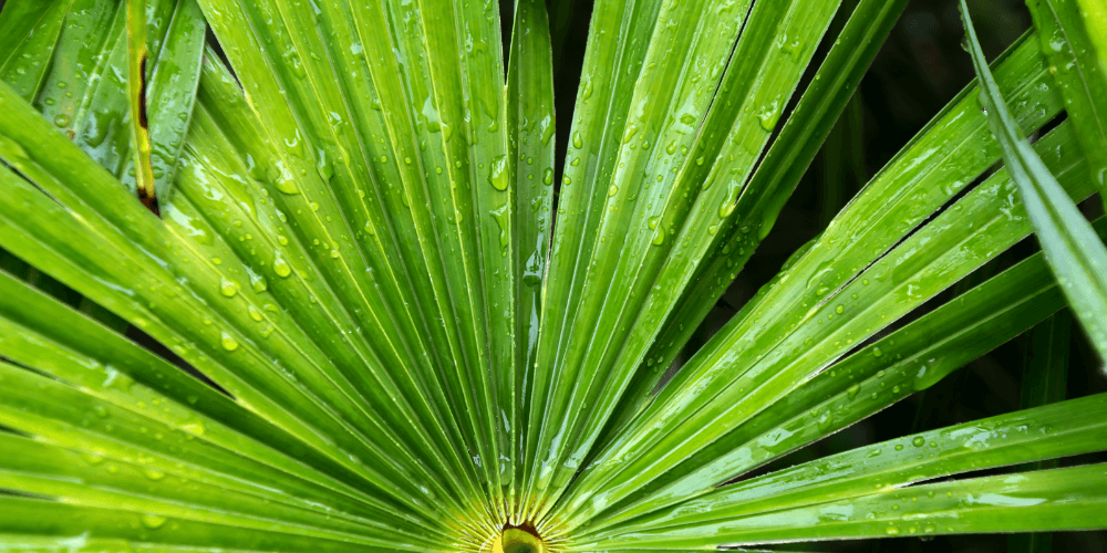 쏘팔메토 잎에 물방울이 맺혀진 선명한 초록색 사진